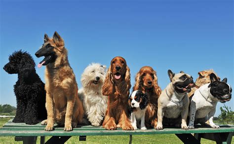 Tabel comparativ cu rase de câini și caracteristicile lor