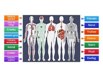 Diagrama corpului uman cu zonele afectate de vergeturi