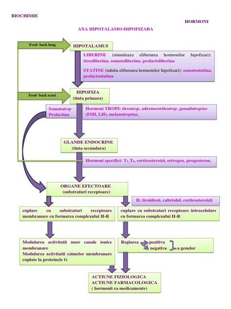 infografic: axa hipotalamo-hipofizo-dinamică a prolactinei