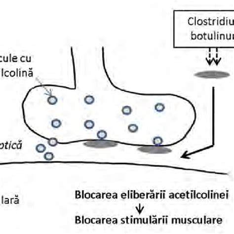 Infografic: Compoziția și mecanismul de acțiune al laptelui hidratant Klorane Bébé