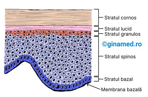Strat hidrolipidic al pielii
