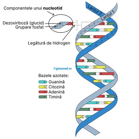 Infografic despre ADN și moștenire genetică