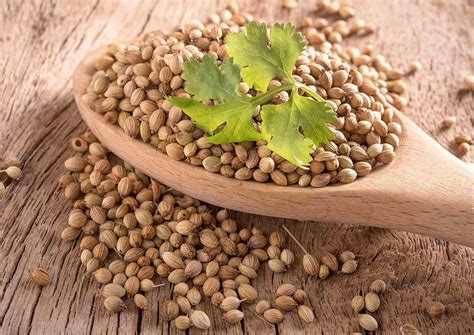 Planta de coriandru cu frunze și semințe