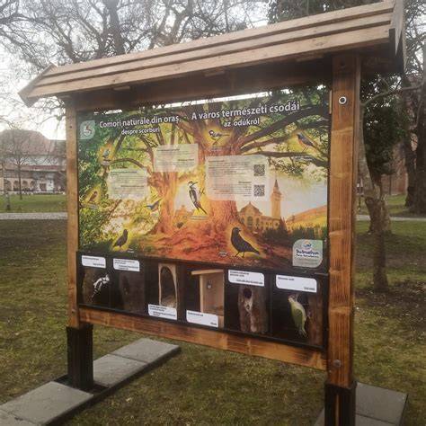Infografic: Panou privind BTS în sarcină (răspunsuri, screening, tratament)
