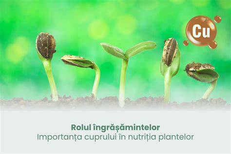 Infografic: Fluxul nutritivelor în sol și rolul îngrășămintelor organice