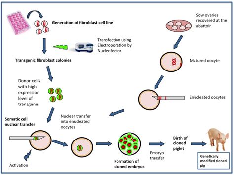 Diagrama procesului de clonare