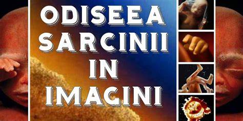 Diagrama calatoriei: Odiseea Sarcinii - valuri si port
