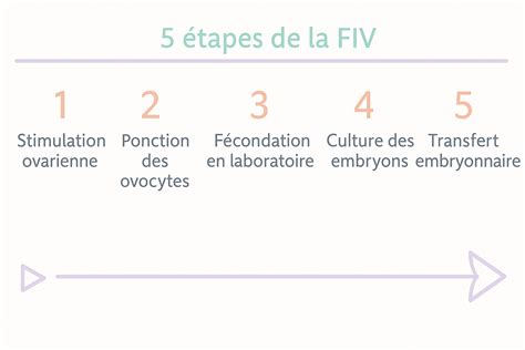 Schema explicativă a diferitelor stadii ale FIV: de la stimulare, recoltare, fertilizare, la transfer