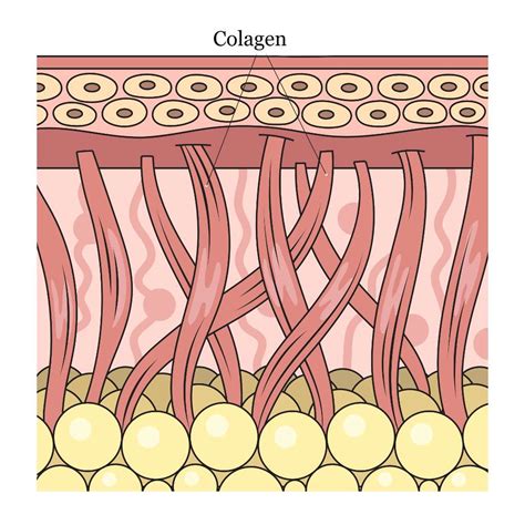 Structura moleculei de colagen