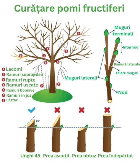 Infografic: ciclul nutrițional al pomilor fructiferi (NPK, microelemente, perioade de aplicare)