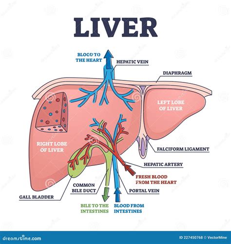 Schema anatomica a vezicii biliare