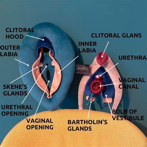 Anatomia glandelor Bartholin
