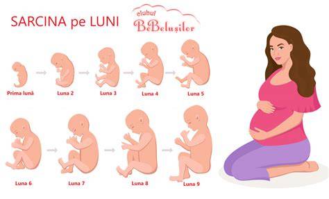 Infografic: etapele unei sarcini de 9 luni