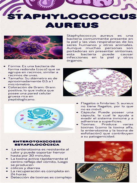 Infografic: Cum se transmite Staphylococcus aureus